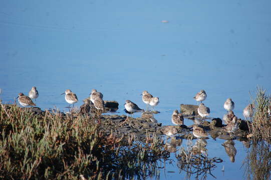 Image of Western Sandpiper