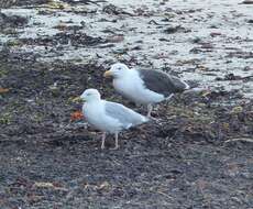 Image of Great Black-backed Gull