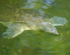 Image of Apalone spinifera pallida (Webb 1962)