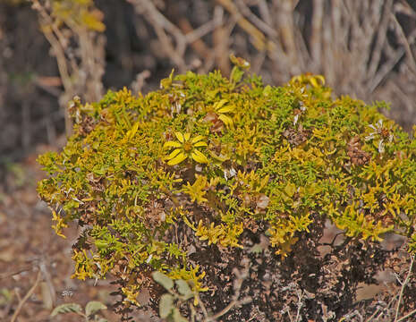 Image de Lecocarpus pinnatifidus DC.