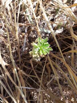 Imagem de Euphorbia lugardiae (N. E. Br.) Bruyns