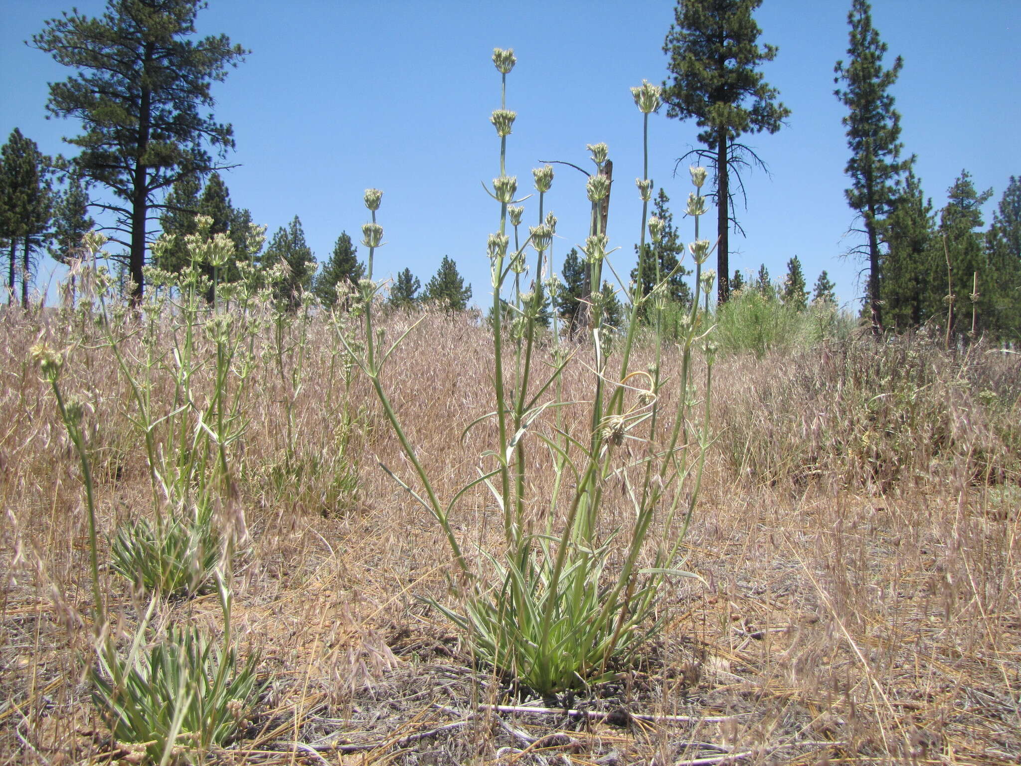 Image of pine green gentian