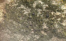 Image of scoliciosporum lichen