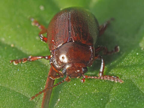 Image of Brown mint leaf beetle