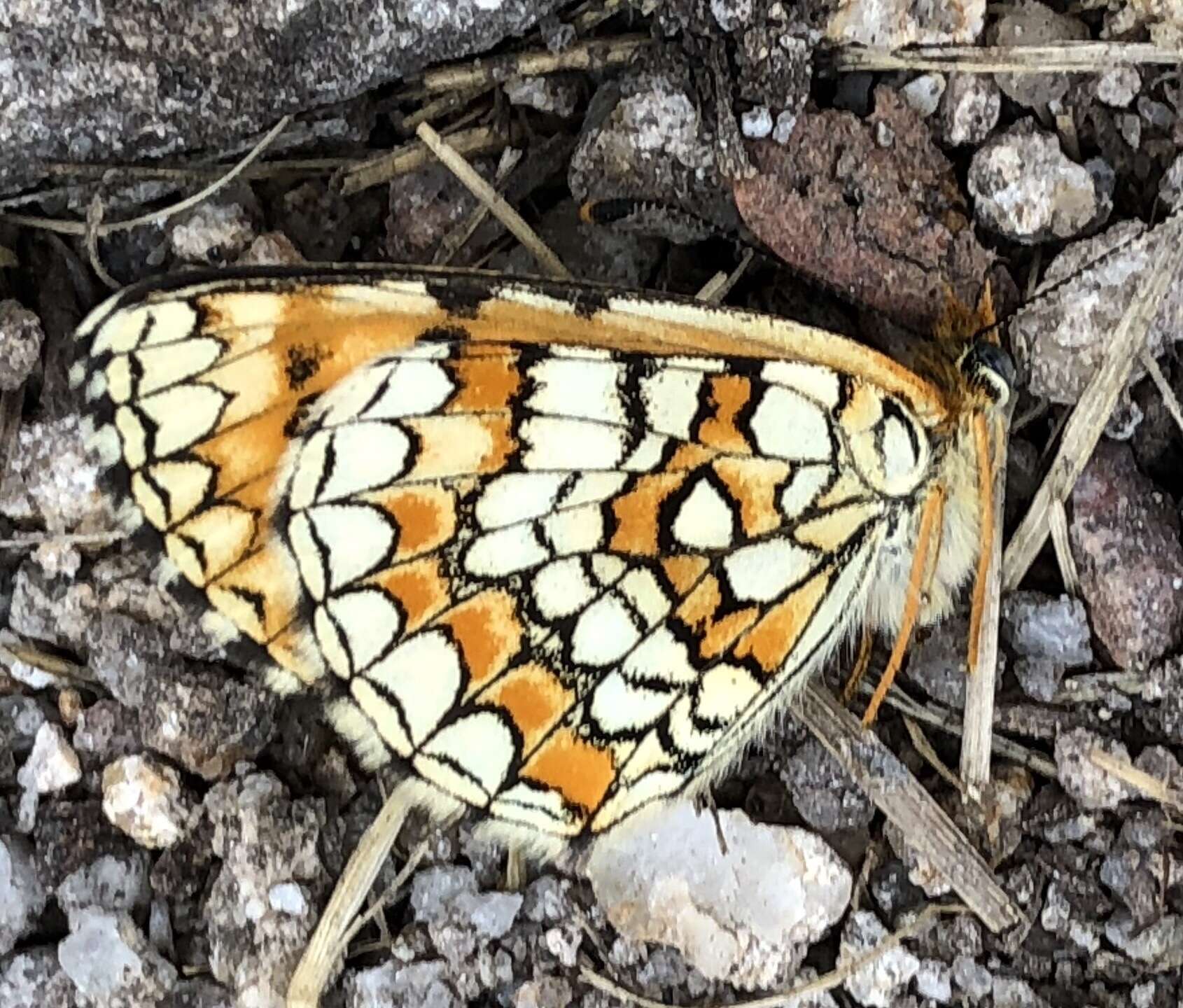 Plancia ëd <i>Melitaea deione</i>