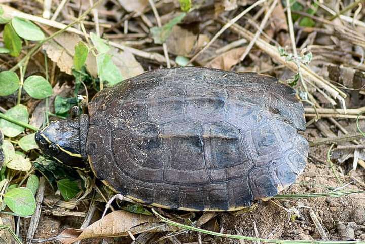 Image of Malayemys khoratensis Ihlow, Vamberger, Flecks, Hartmann, Cota, Makchai, Meewattana, Dawson, Kheng & Rödder