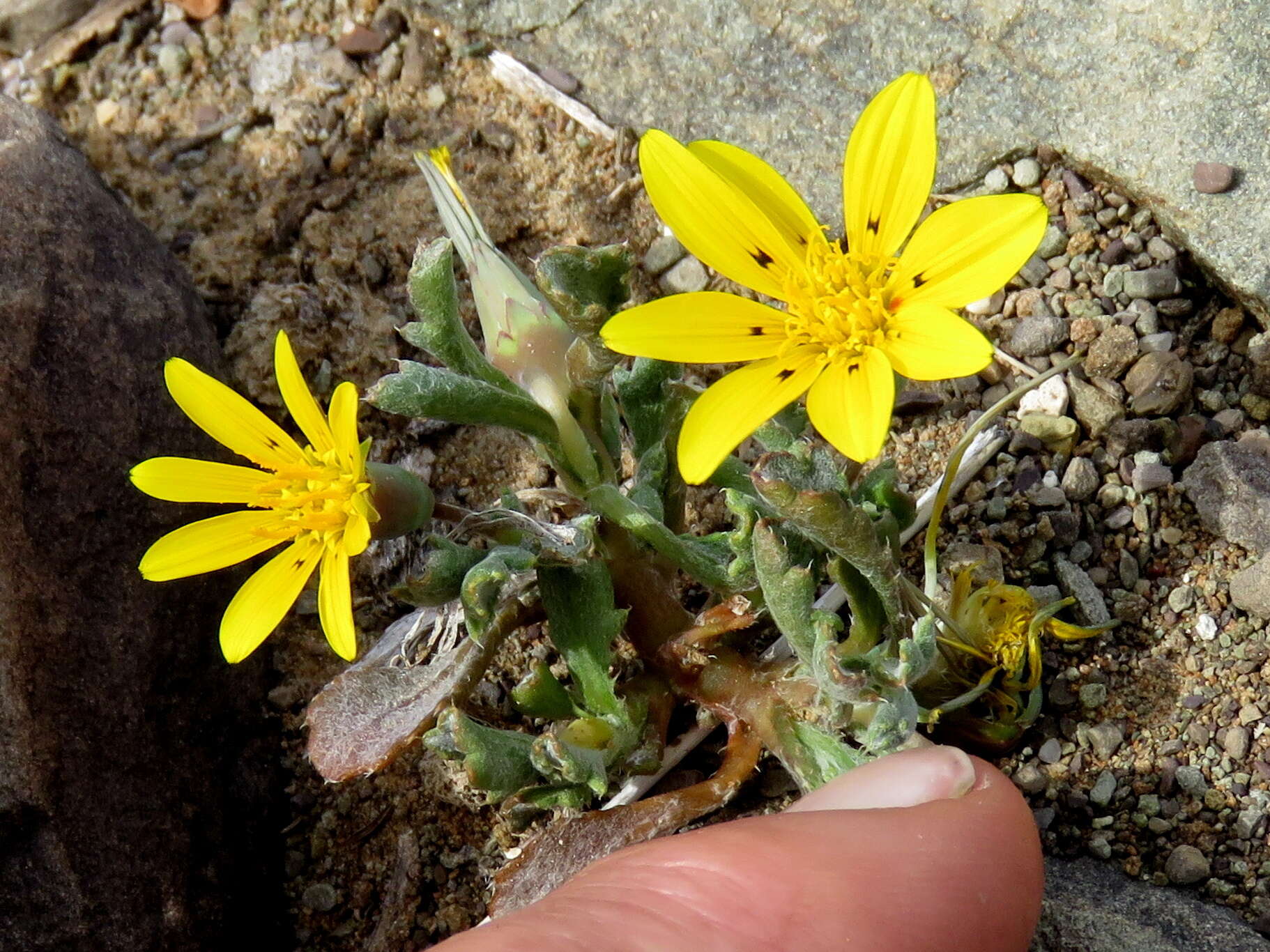 Image of Gazania lichtensteinii Less.