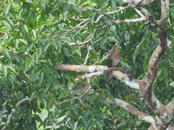 Image of Lawrence's Thrush