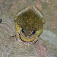 Image of Lesser Snouted Treefrog