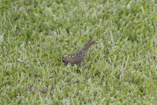 صورة Turnix maculosus (Temminck 1815)