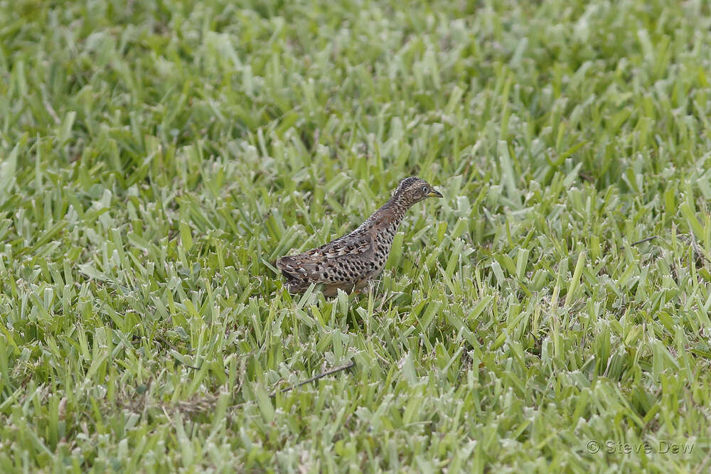 Image of Red-backed Button-quail