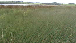 Image of Machaerina juncea (R. Br.) T. Koyama