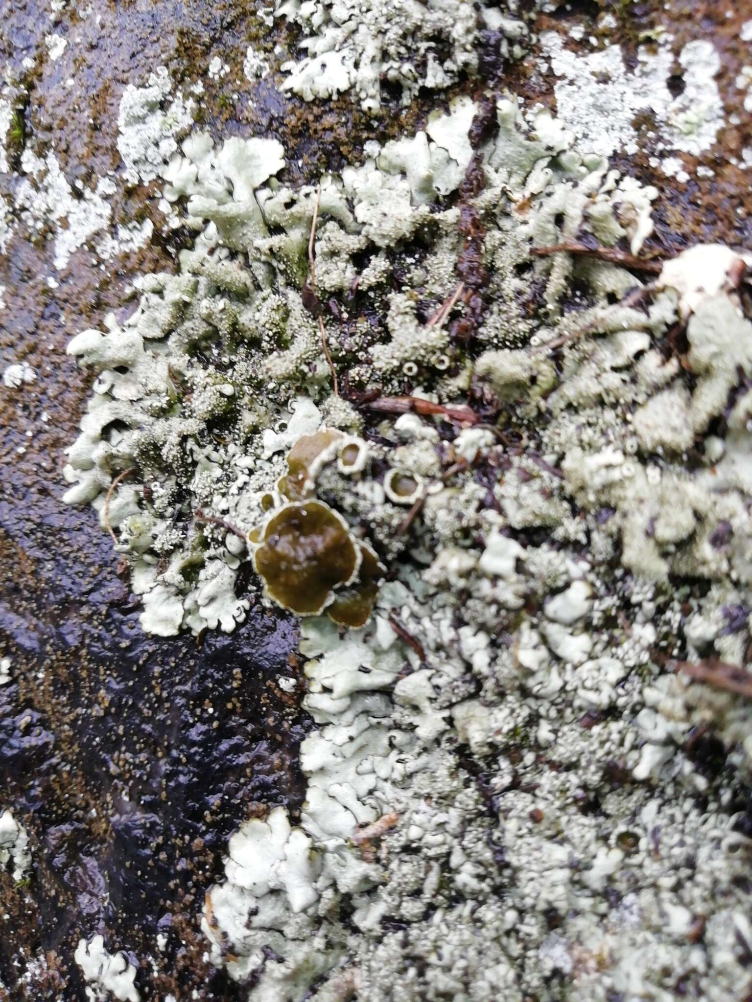 Image of Peppered rock-shield