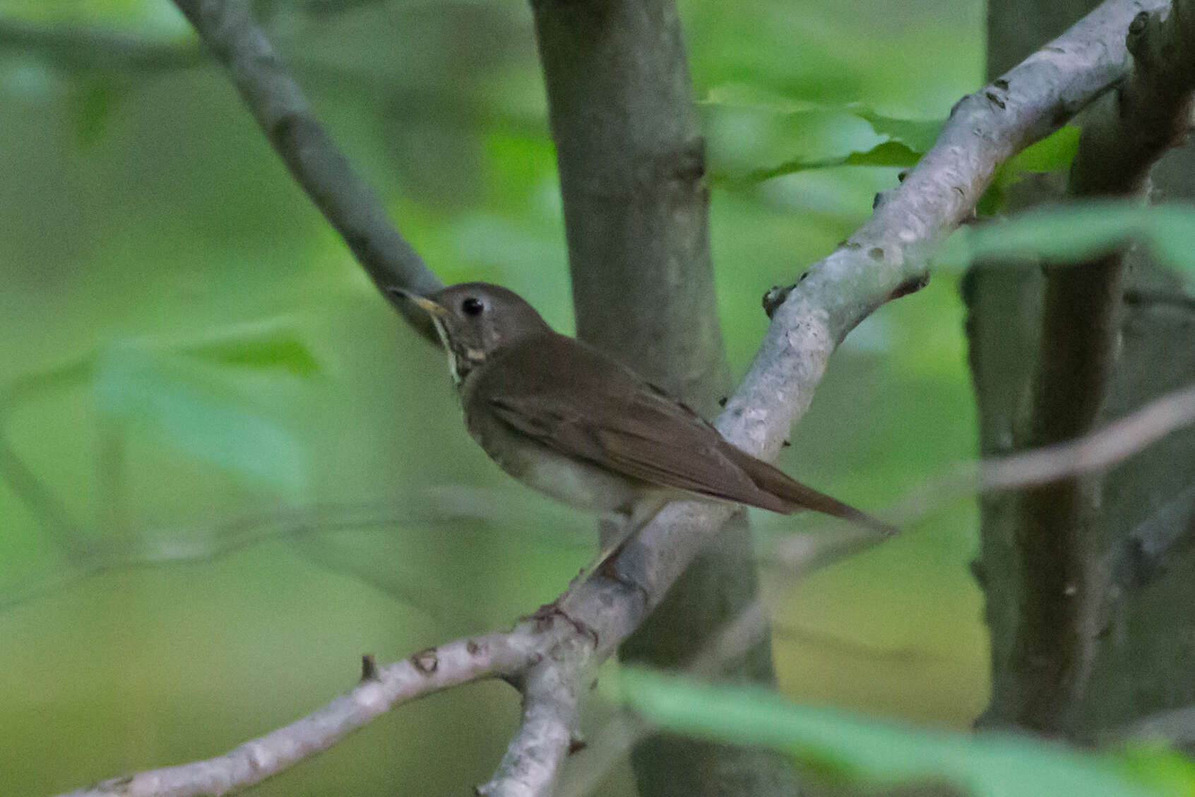 Image of Gray-cheeked Thrush