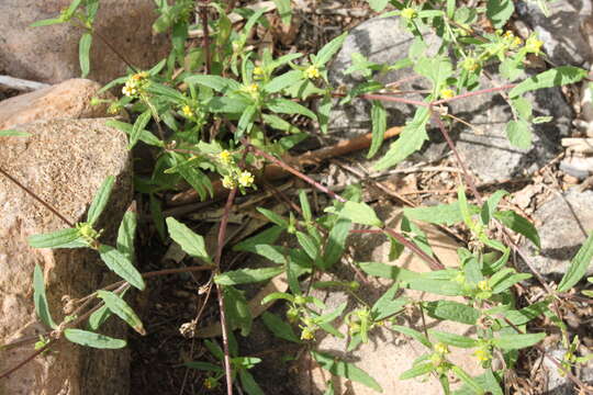 Image of Sigesbeckia australiensis D. L. Schulz