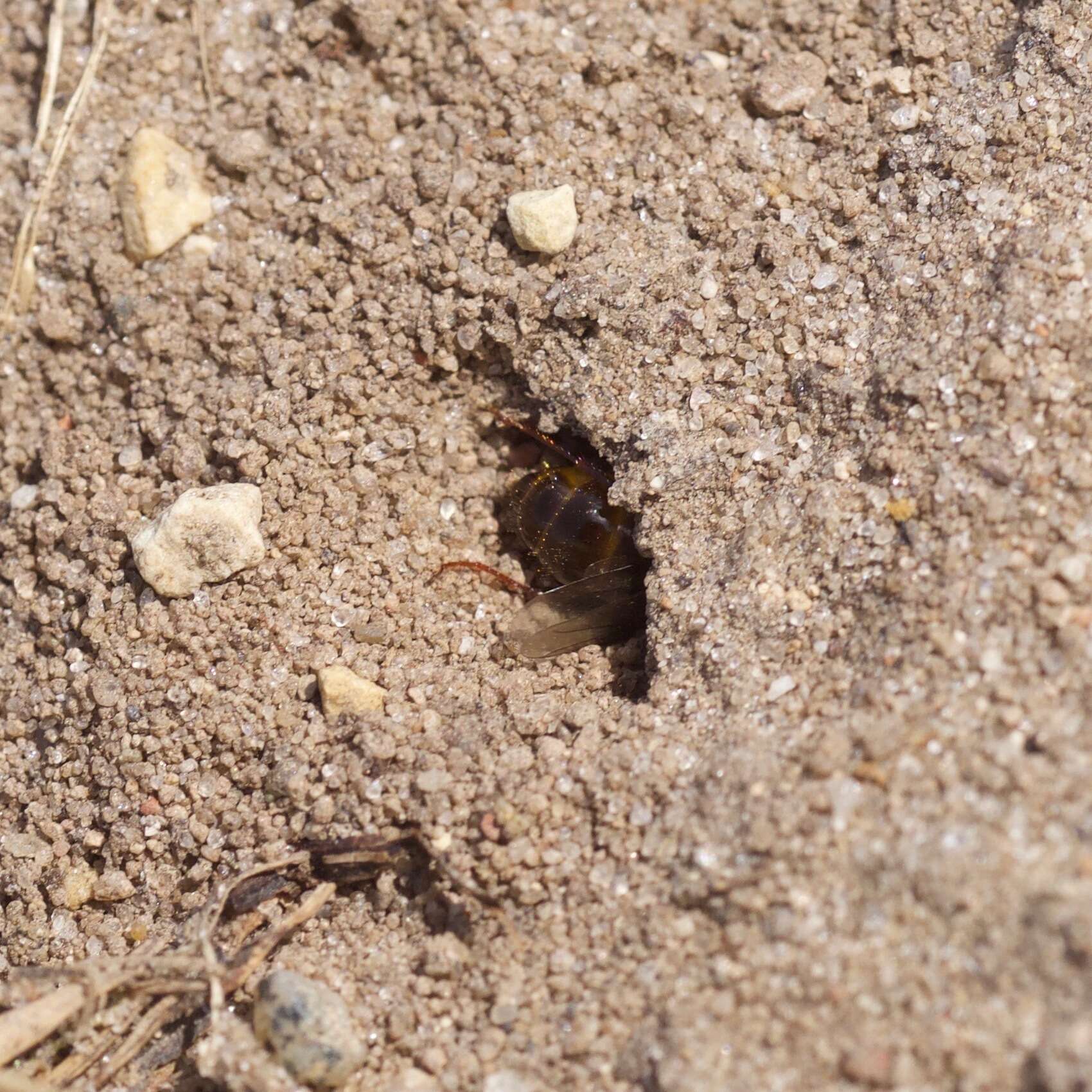 Image of Aphilanthopini R. Bohart 1966