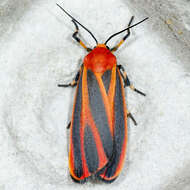 Image of Scarlet-winged Lichen Moth