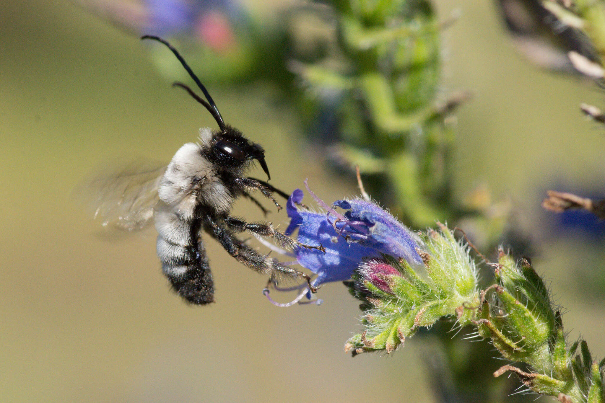 Image of Svastrides melanura (Spinola 1851)