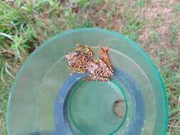 Image of Riggenbach's Reed Frog