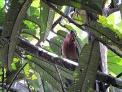 Image of Golden-collared Toucanet