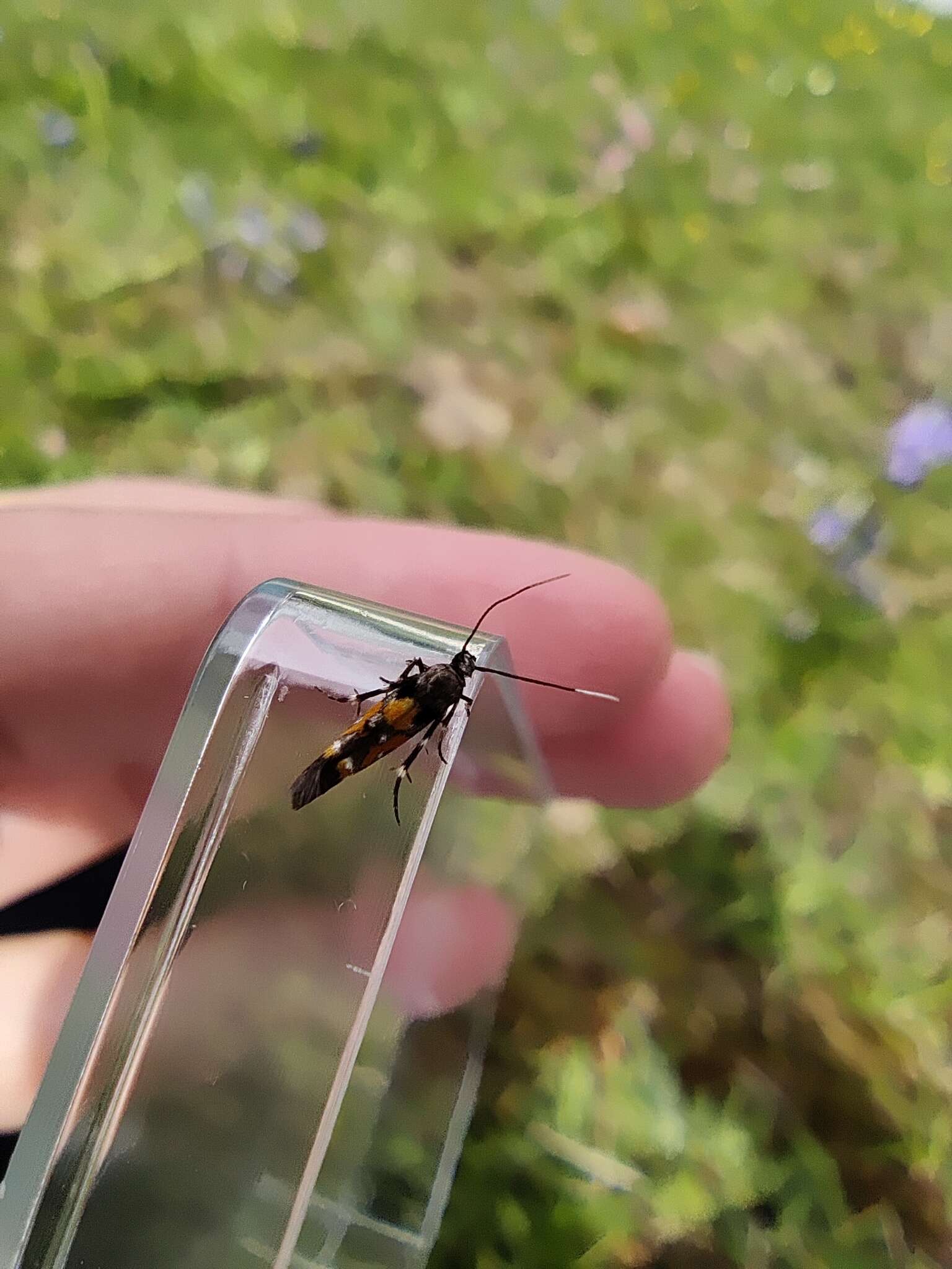 Image of Mompha locupletella