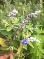 Image of Salvia calolophos Epling