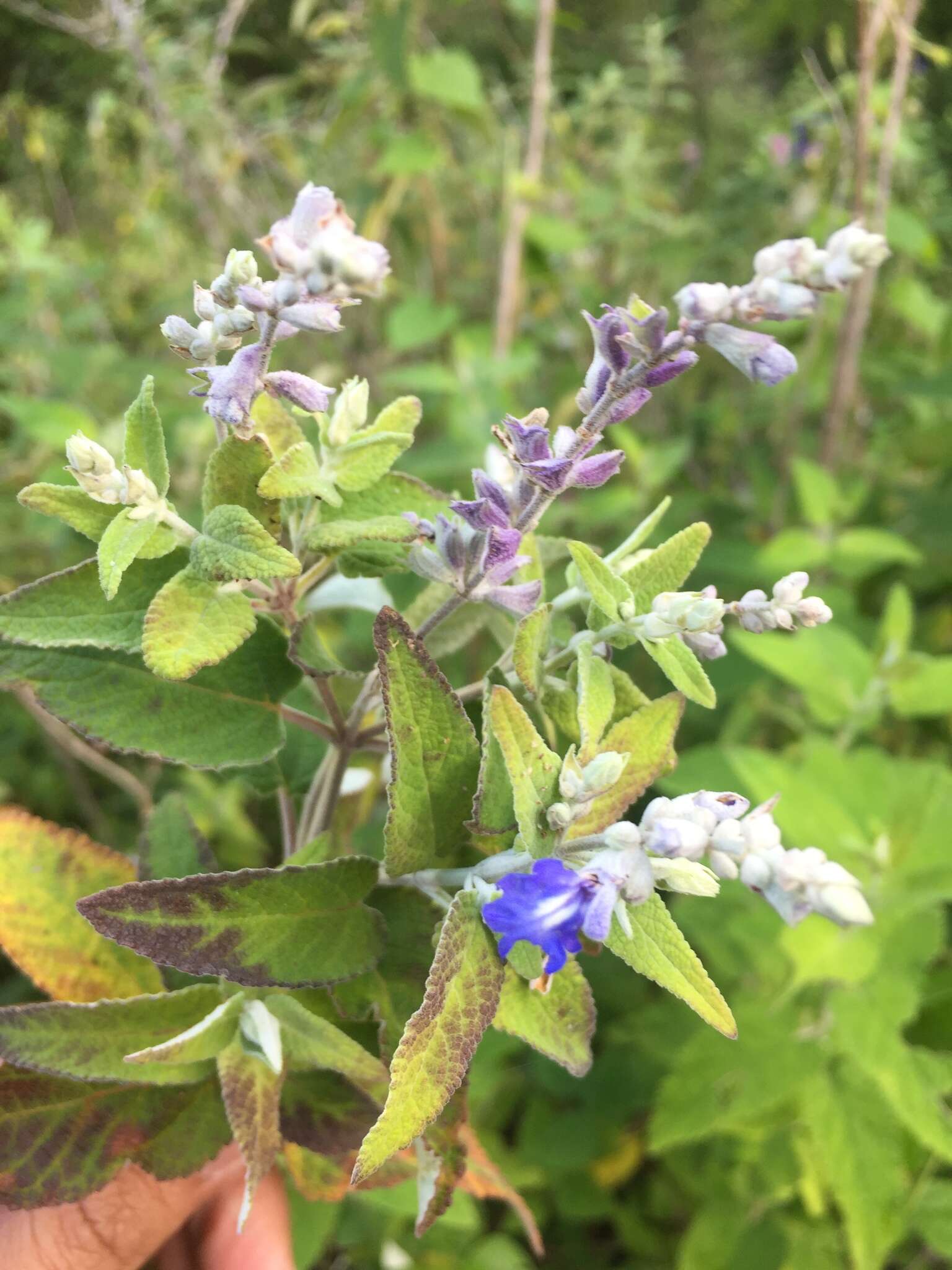 Salvia calolophos Epling resmi