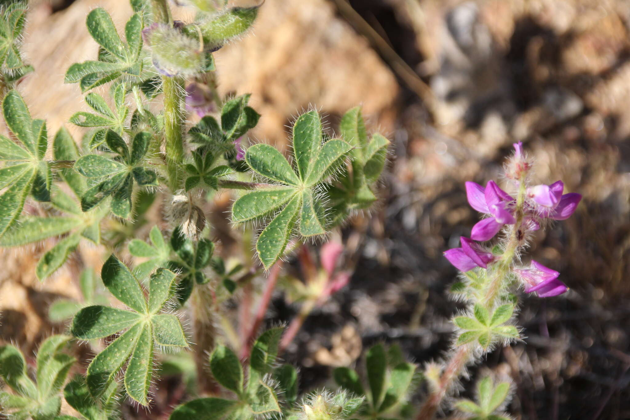 Plancia ëd Lupinus hirsutissimus Benth.