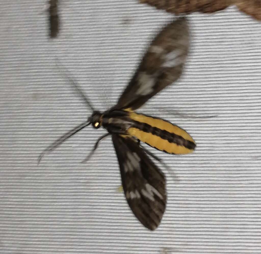 Image of Psilopleura vittata Walker 1864