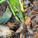 صورة Thamnophis eques scotti Conant 2003