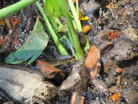 صورة Thamnophis eques scotti Conant 2003