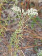 Plancia ëd Eupatorium leucolepis (DC.) Torr. & A. Gray