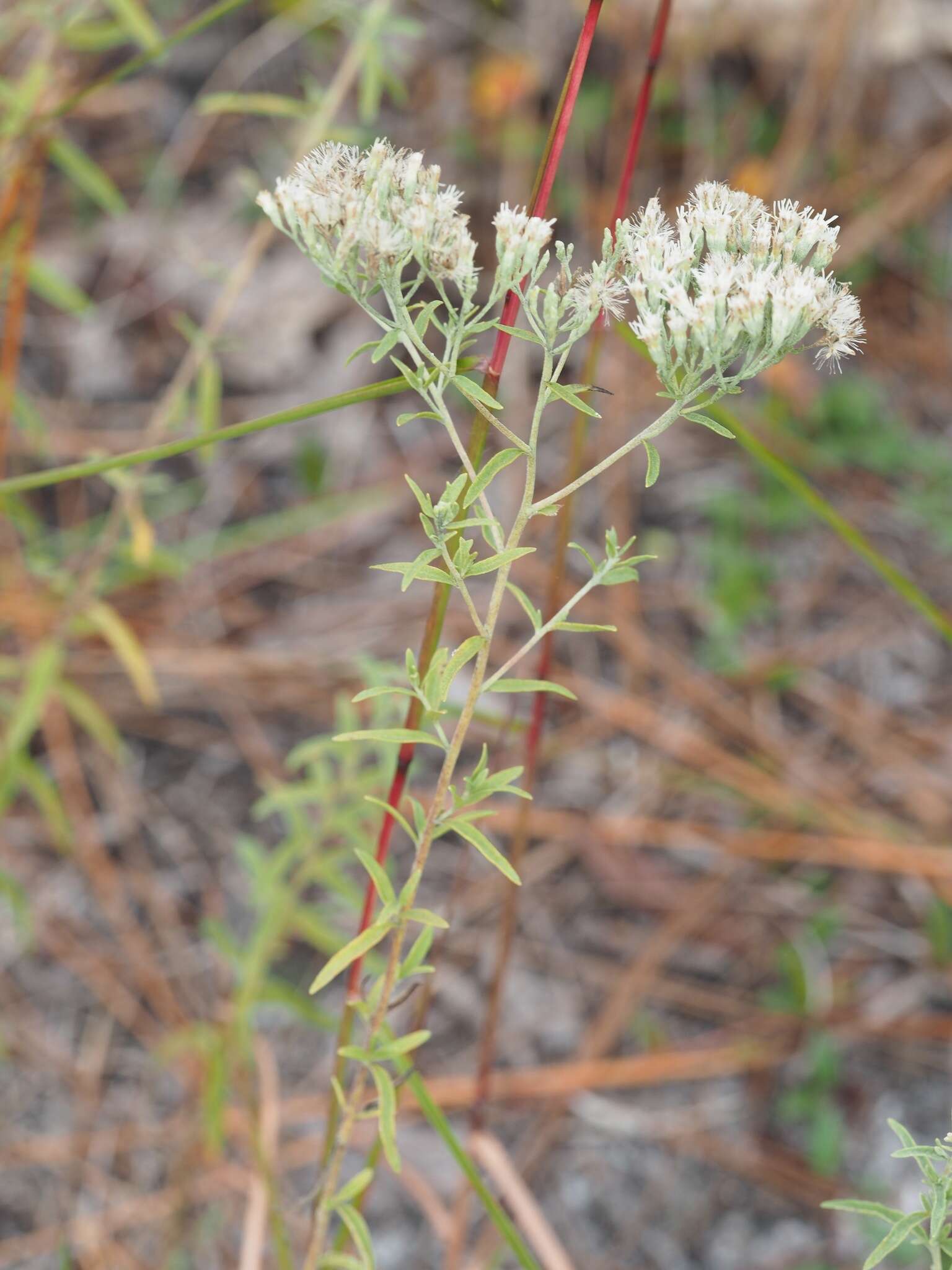 Eupatorium leucolepis (DC.) Torr. & A. Gray resmi