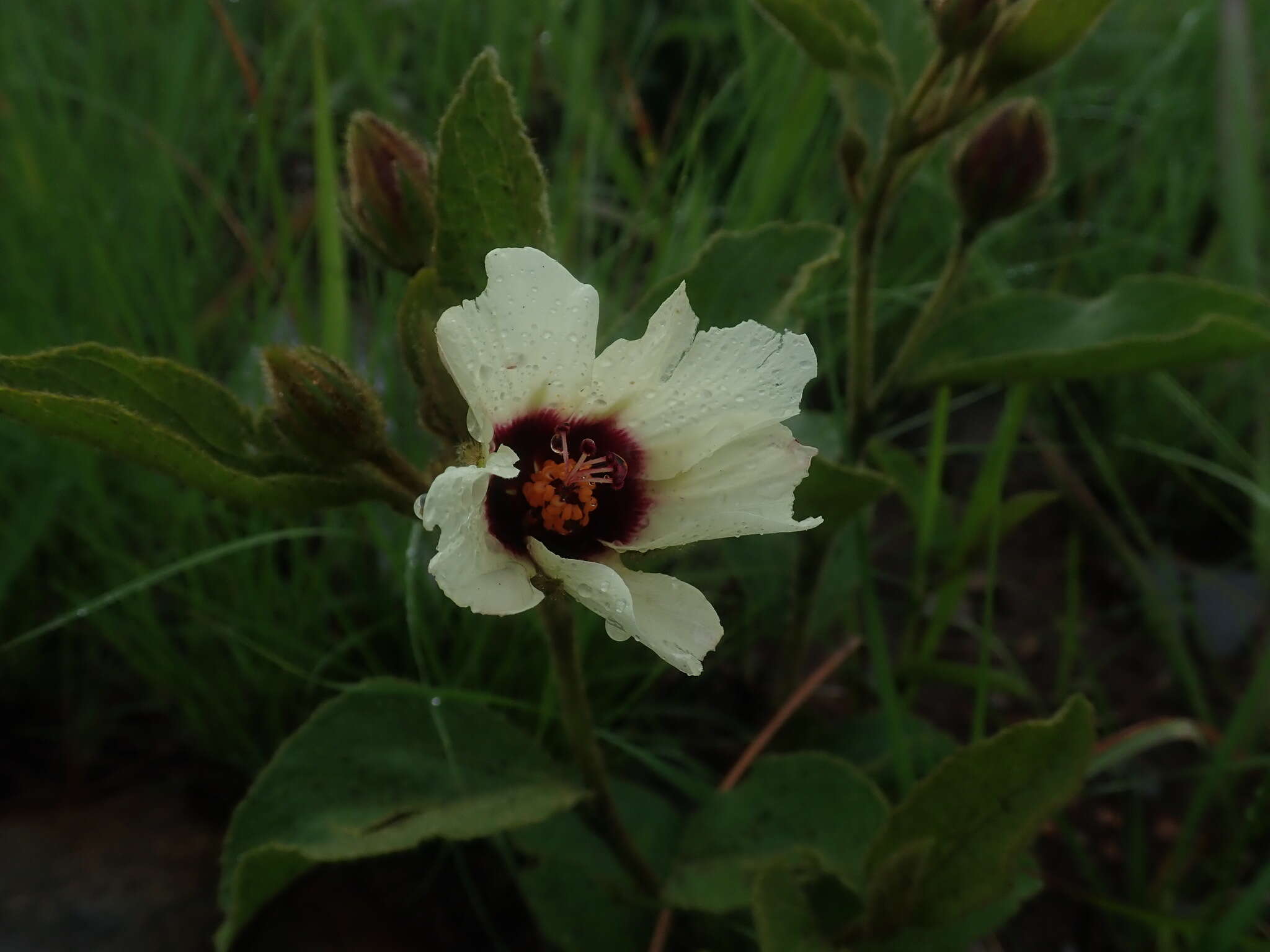 Image of Hibiscus saxatilis J. M. Wood & Evans