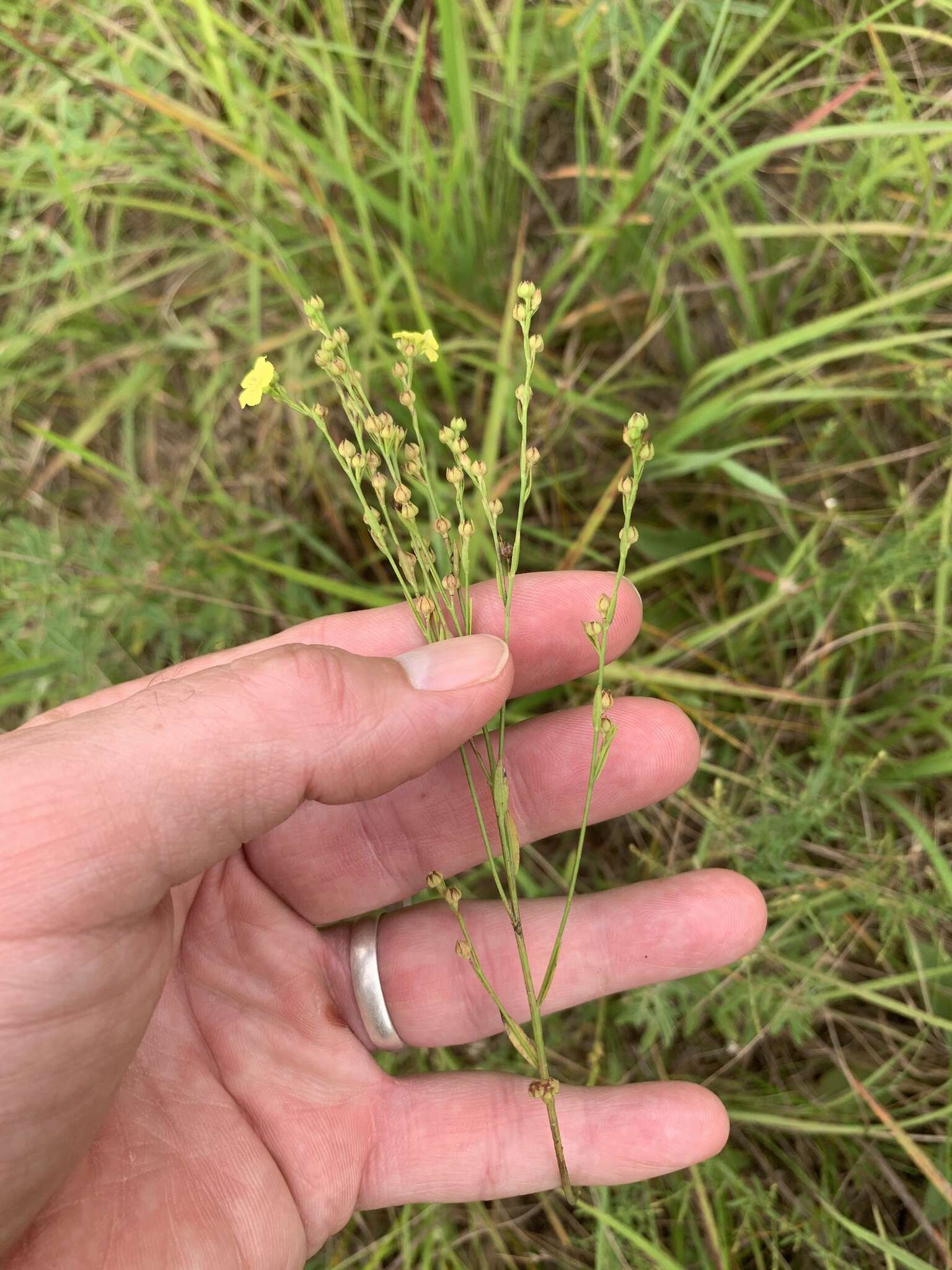 Image of stiff yellow flax