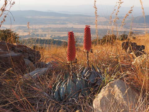 صورة Aloe peglerae Schönland