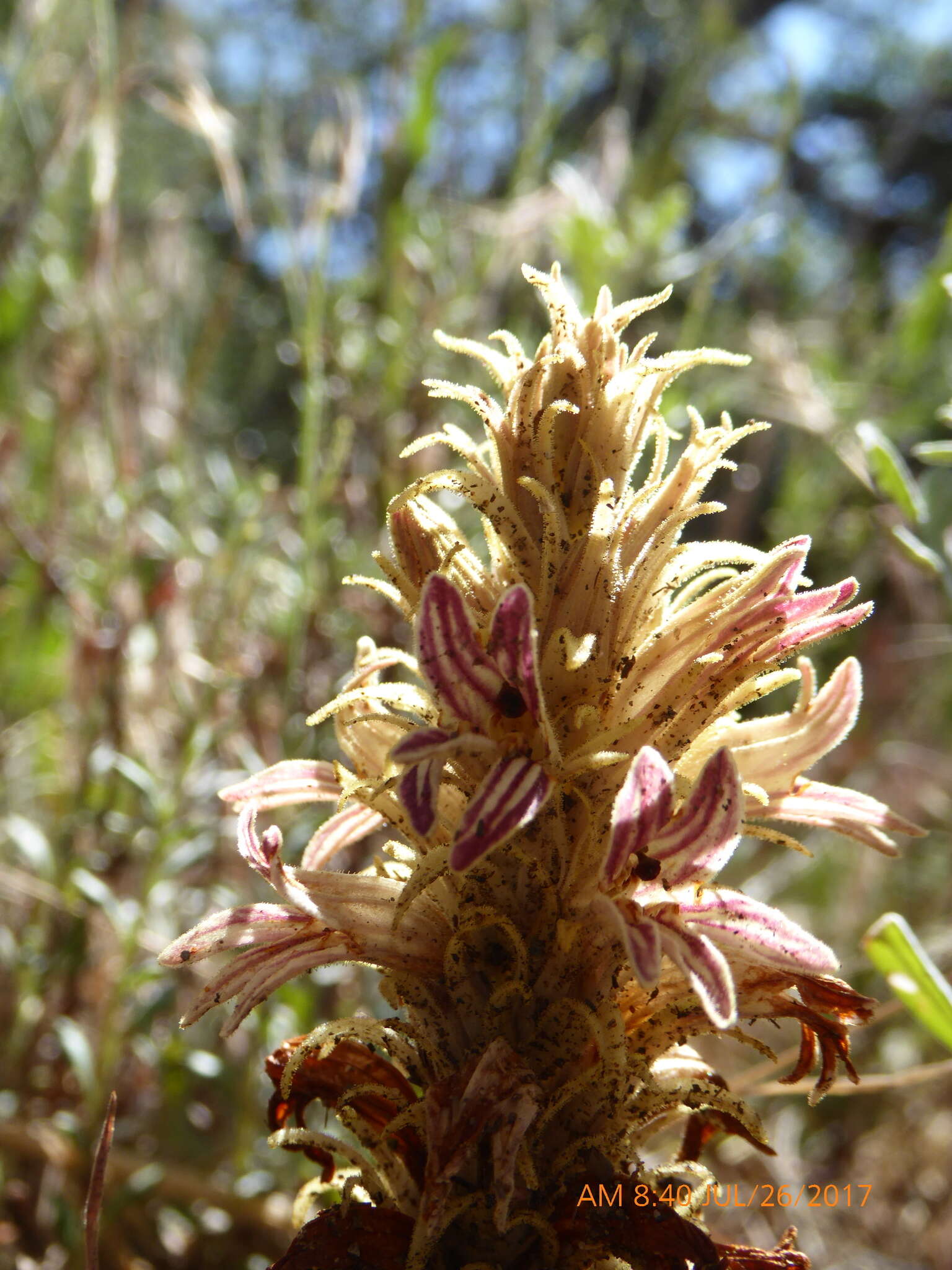 Image of Aphyllon parishii (Jeps.) A. C. Schneid.