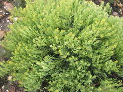 Image of <i>Rafnia <i>racemosa</i></i> subsp. racemosa