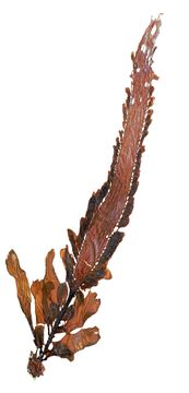 Image of <i>Egregia menziesii</i>
