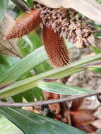 Image of salac palm