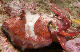 Image of Ken's cuttlefish