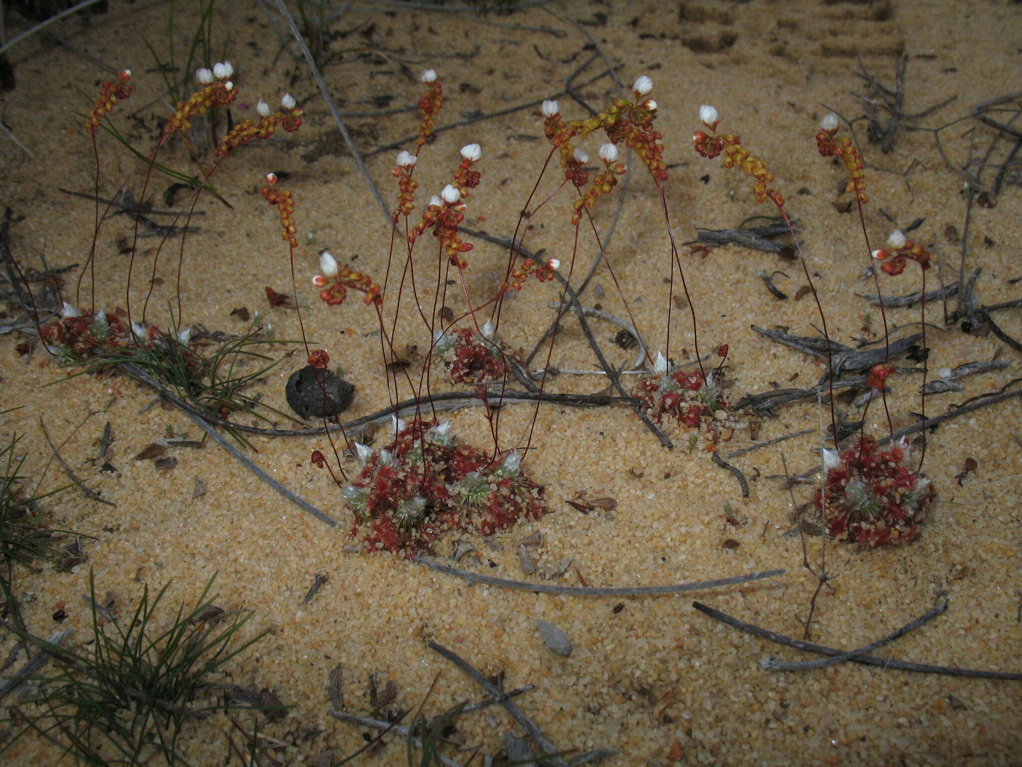 Image of Drosera rechingeri Strid