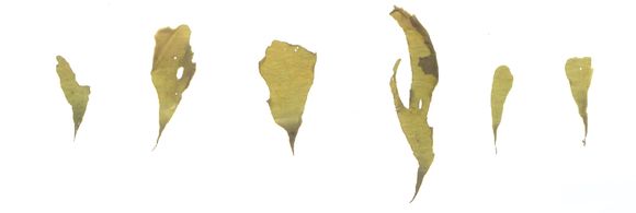 Image of <i>Petalonia fascia</i>