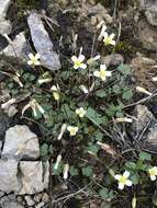 Image of Kentucky glade cress