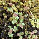 Image de Hydrocotyle alata A. Rich.