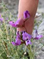 Image of Ackerman's milkvetch