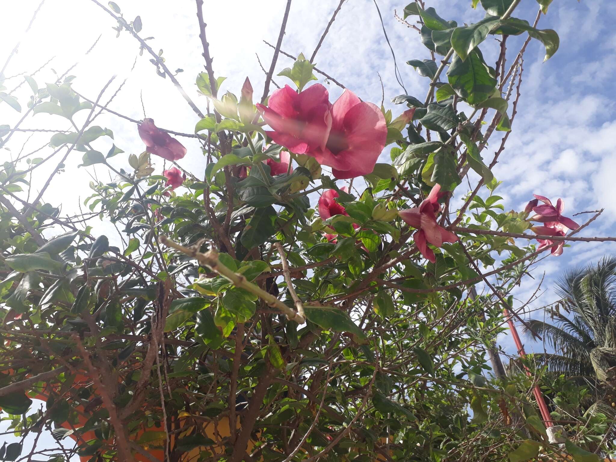 Image of purple allamanda