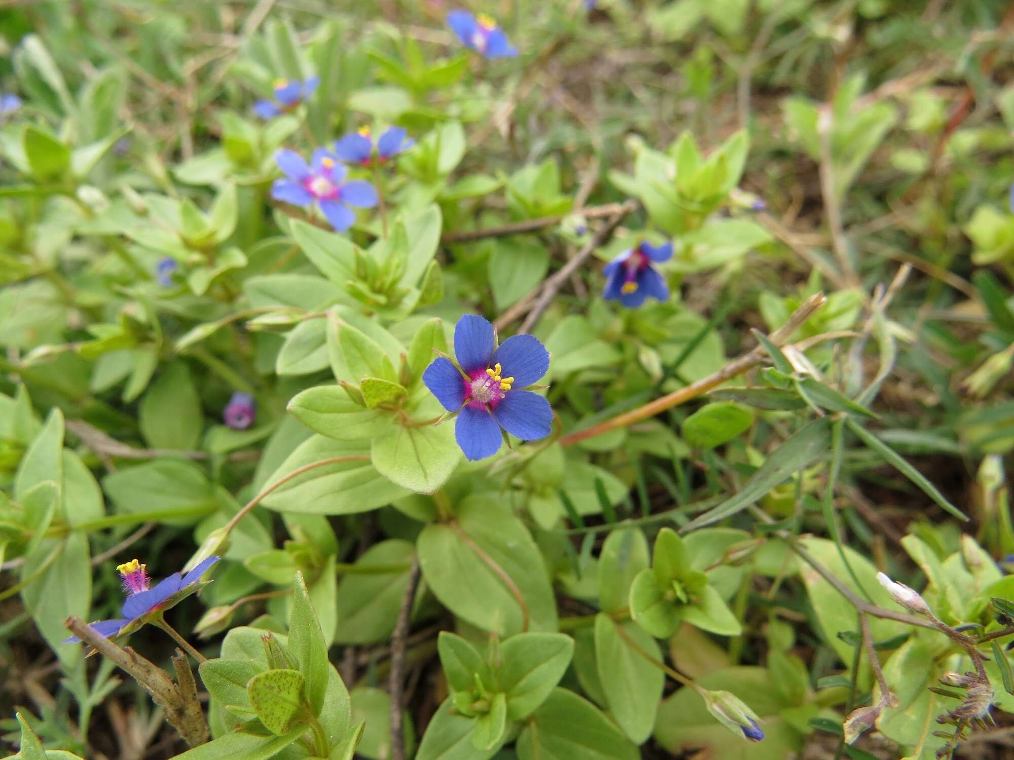 Imagem de Lysimachia foemina (Mill.) U. Manns & Anderb.