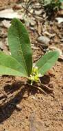 Image of Dichapetalum cymosum (Hook.) Engl.