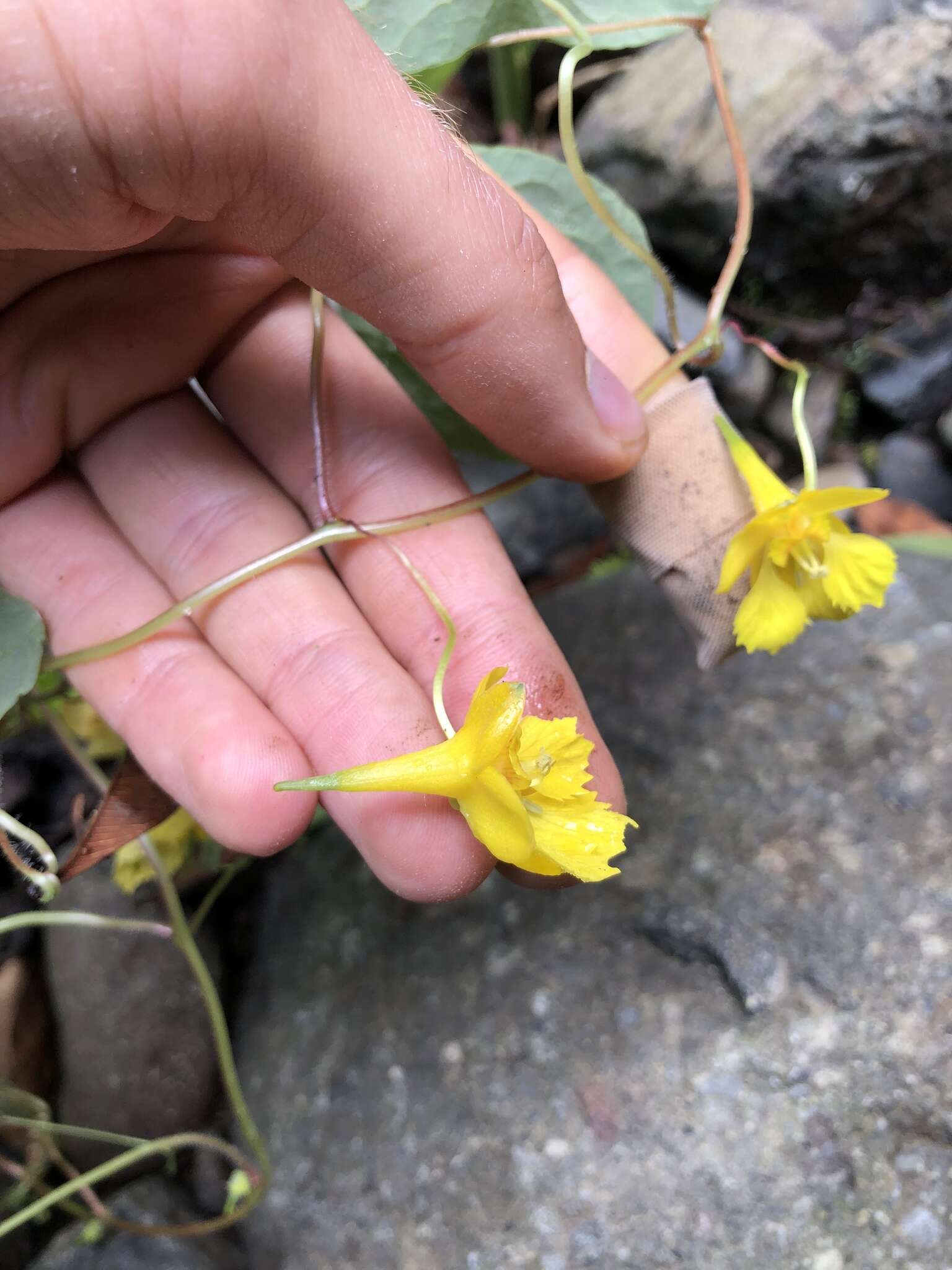 Image of Tropaeolum pendulum Klotzsch